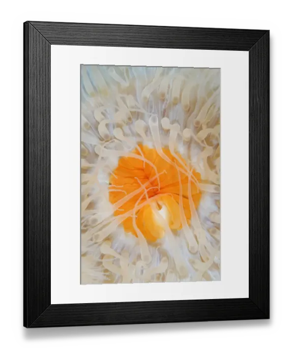 Framed Print : Plumose sea anemone (Metridium senile) close-up, Lofoten, Norway, November 2008. WWE BOOK Framed Print : Plumose sea anemone (Metridium senile) close-up, Lofoten, Norway, November 2008. WWE BOOK