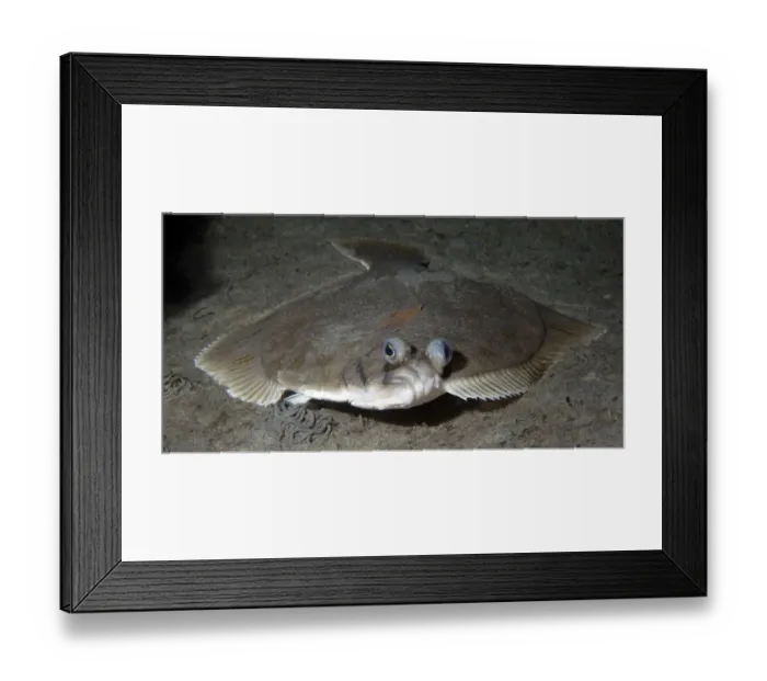 Framed Print : Dab (Limanda limanda) on seabed, Lofoten, Norway, November 2008 Framed Print : Dab (Limanda limanda) on seabed, Lofoten, Norway, November 2008