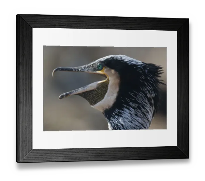 Framed Print : Common  /  Great cormorant (Phalacrocorax carbo sinensis) calling, Oosterdijk, Enkhuizen