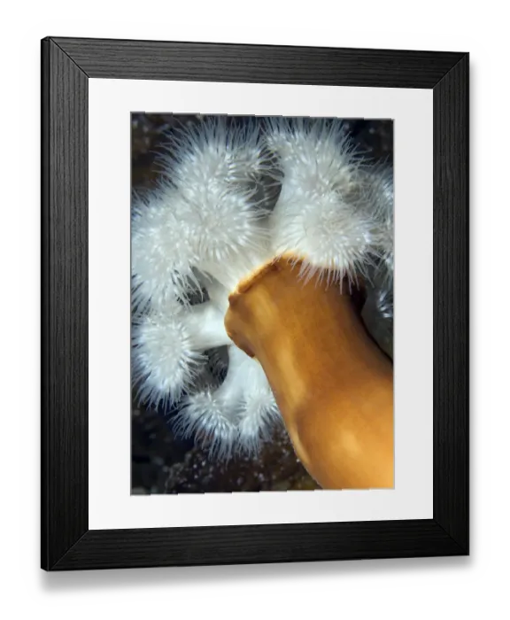 Framed Print : Plumose sea anemone (Metridium senile) Lofoten, Norway, November 2008