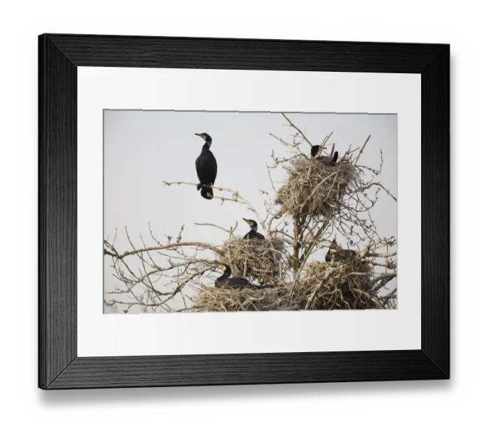 Framed Print : Common  /  Great cormorant (Phalacrocorax carbo sinensis) in nests in tree, Oosterdijk