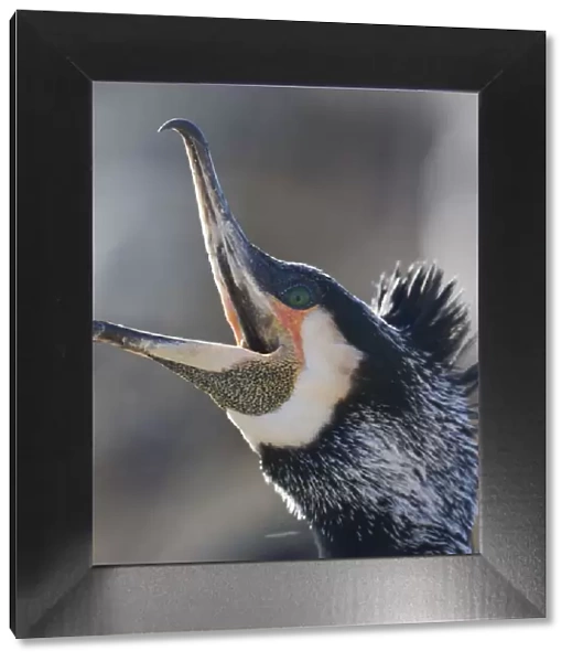 Common  /  Great cormorant (Phalacrocorax carbo sinensis) calling, beak open, Oosterdijk