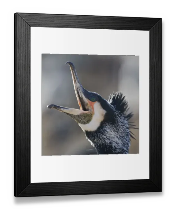 Framed Print : Common / Great cormorant (Phalacrocorax carbo sinensis) calling, beak open, Oosterdijk Framed Print : Common / Great cormorant (Phalacrocorax carbo sinensis) calling, beak open, Oosterdijk