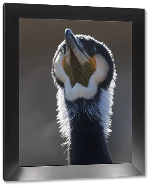 Common  /  Great cormorant (Phalacrocorax carbo sinensis) head portrait, Oosterdijk