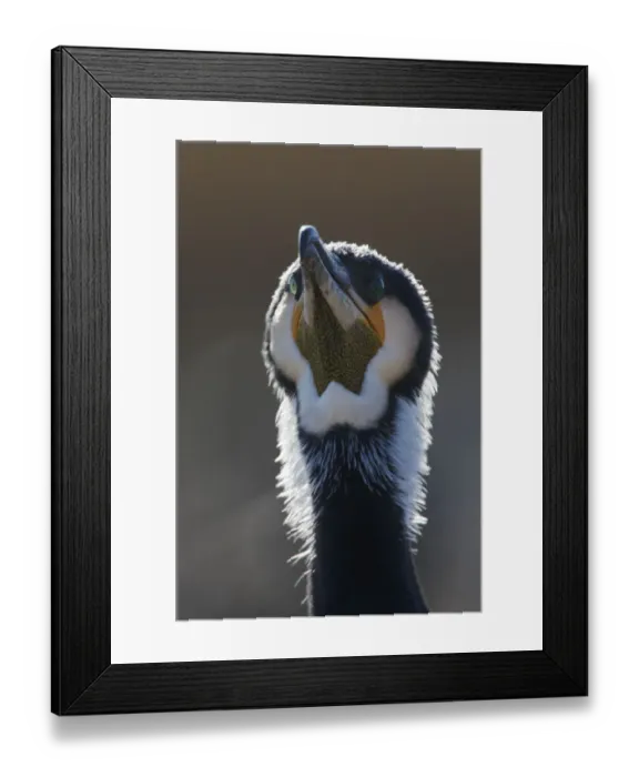 Framed Print : Common / Great cormorant (Phalacrocorax carbo sinensis) head portrait, Oosterdijk Framed Print : Common / Great cormorant (Phalacrocorax carbo sinensis) head portrait, Oosterdijk