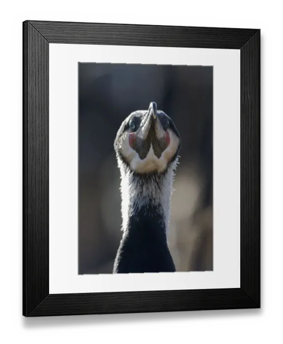 Framed Print : Common / Great cormorant (Phalacrocorax carbo sinensis) Oosterdijk, Enkhuizen, Ijsselmeer Framed Print : Common / Great cormorant (Phalacrocorax carbo sinensis) Oosterdijk, Enkhuizen, Ijsselmeer