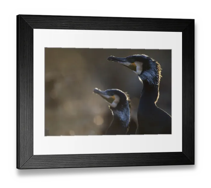 Framed Print : Common / Great cormorant (Phalacrocorax carbo sinensis) profile, Oosterdijk, Enkhuizen Framed Print : Common / Great cormorant (Phalacrocorax carbo sinensis) profile, Oosterdijk, Enkhuizen