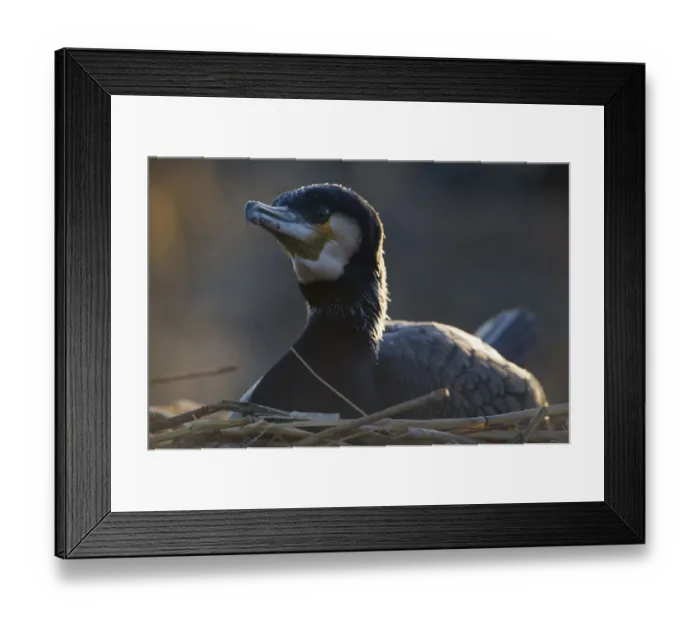 Framed Print : Common / Great cormorant (Phalacrocorax carbo sinensis) on nest, Oosterdijk, Enkhuizen Framed Print : Common / Great cormorant (Phalacrocorax carbo sinensis) on nest, Oosterdijk, Enkhuizen