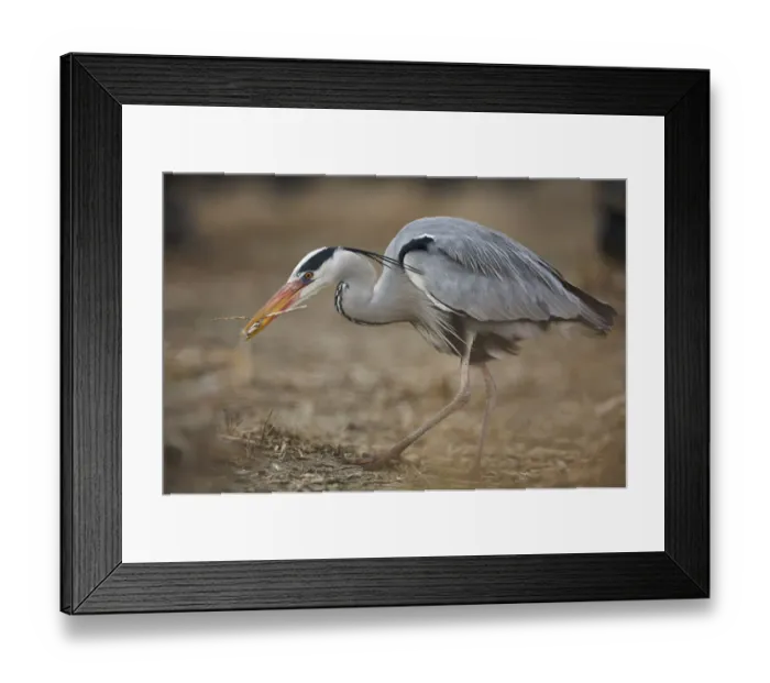 Framed Print : Grey Heron (Ardea cinerea) carrying twig in beak in cormorant colony, Oosterdijk Framed Print : Grey Heron (Ardea cinerea) carrying twig in beak in cormorant colony, Oosterdijk