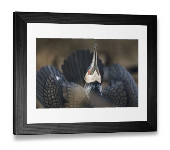 Framed Print : Common / Great cormorant (Phalacrocorax carbo sinensis) displaying, Oosterdijk, Enkhuizen Framed Print : Common / Great cormorant (Phalacrocorax carbo sinensis) displaying, Oosterdijk, Enkhuizen