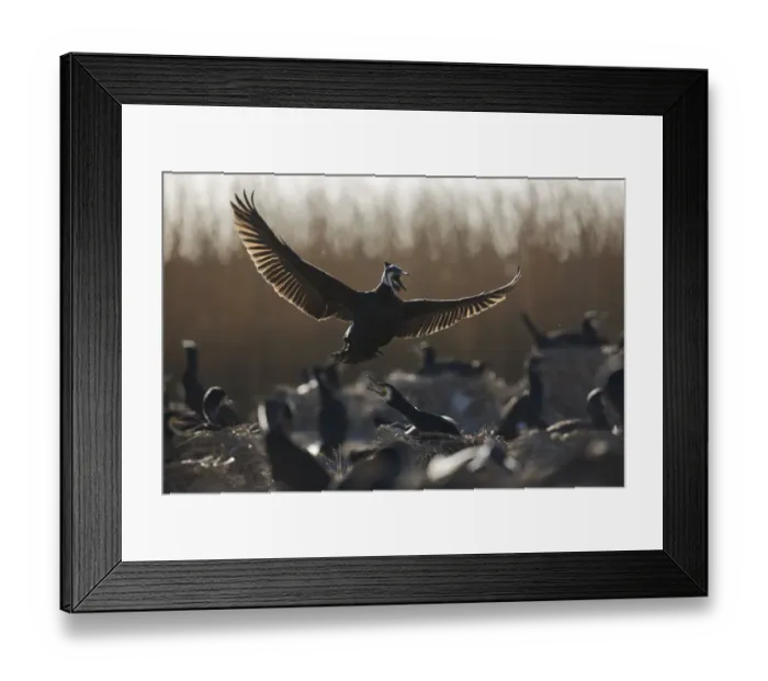 Framed Print : Common / Great cormorant (Phalacrocorax carbo sinensis) landing amongst others on nests Framed Print : Common / Great cormorant (Phalacrocorax carbo sinensis) landing amongst others on nests