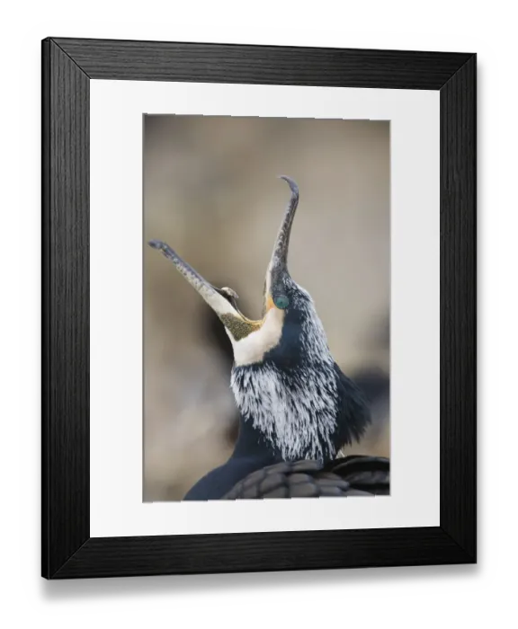 Framed Print : Common / Great cormorant (Phalacrocorax carbo sinensis) calling, Oosterdijk, Enkhuizen Framed Print : Common / Great cormorant (Phalacrocorax carbo sinensis) calling, Oosterdijk, Enkhuizen