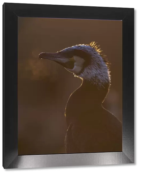 Common  /  Great cormorant (Phalacrocorax carbo sinensis) backlit with breath showing in cold air