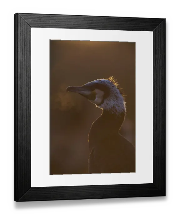 Framed Print : Common / Great cormorant (Phalacrocorax carbo sinensis) backlit with breath showing in cold air Framed Print : Common / Great cormorant (Phalacrocorax carbo sinensis) backlit with breath showing in cold air
