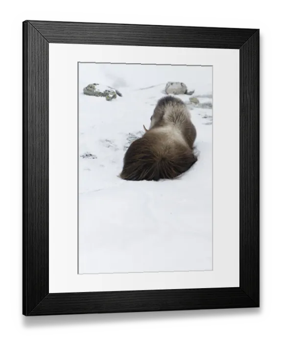 Framed Print : Rear view of Muskox (Ovibos moschatus) lying in snow, Dovrefjell National Park, Norway Framed Print : Rear view of Muskox (Ovibos moschatus) lying in snow, Dovrefjell National Park, Norway