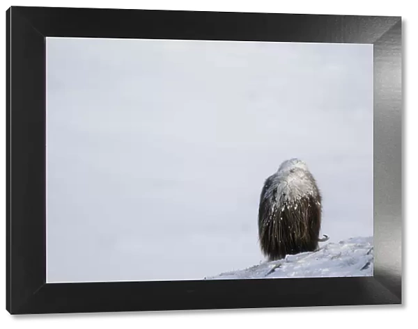 Rear view of Muskox (Ovibos moschatus) grazing with snow on its back, Dovrefjell National Park