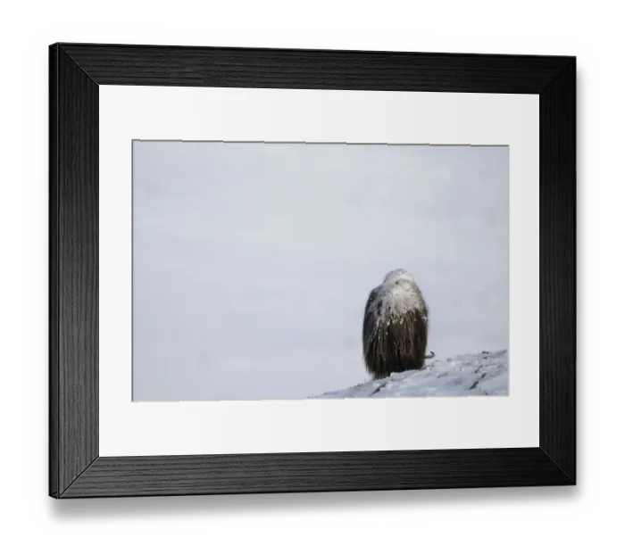 Framed Print : Rear view of Muskox (Ovibos moschatus) grazing with snow on its back, Dovrefjell National Park Framed Print : Rear view of Muskox (Ovibos moschatus) grazing with snow on its back, Dovrefjell National Park