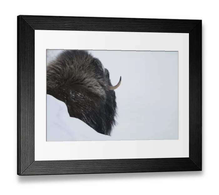 Framed Print : Rear view of Muskox (Ovibos moschatus) behind snow bank, Dovrefjell National Park Framed Print : Rear view of Muskox (Ovibos moschatus) behind snow bank, Dovrefjell National Park