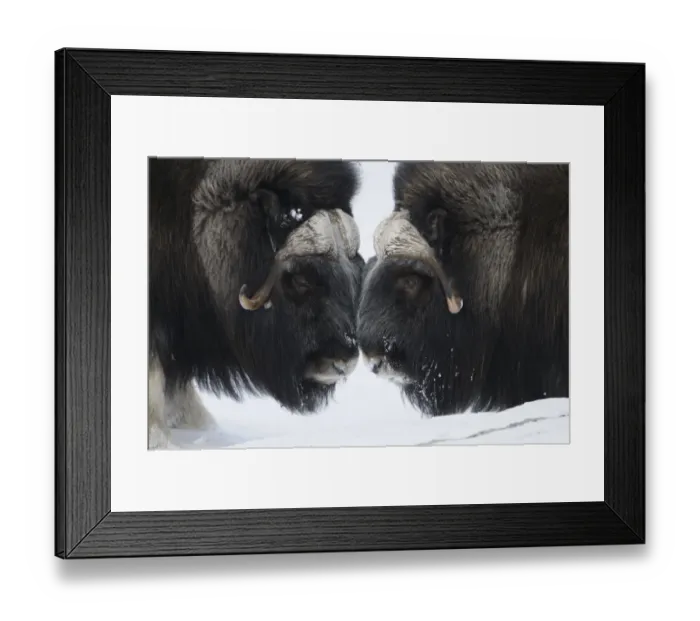 Framed Print : Two Muskox (Ovibos moschatus) face to face, Dovrefjell National Park, Norway, February Framed Print : Two Muskox (Ovibos moschatus) face to face, Dovrefjell National Park, Norway, February