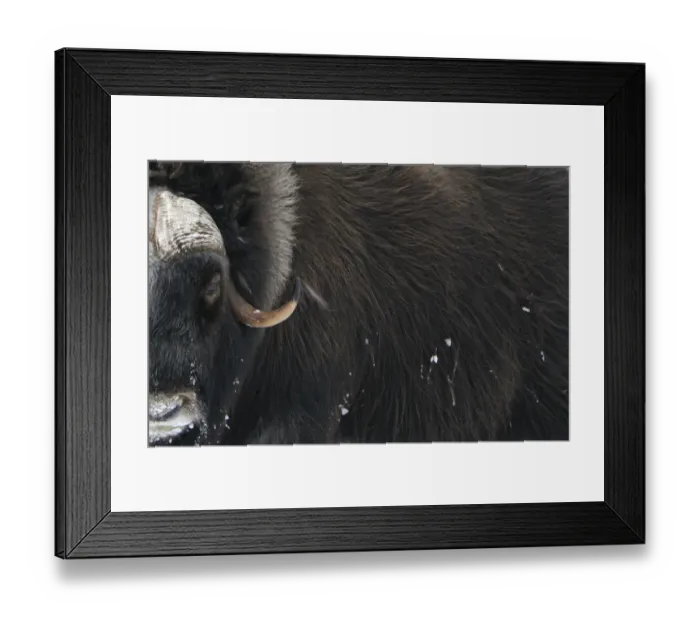 Framed Print : Muskox (Ovibos moschatus) close-up, Dovrefjell National Park, Norway, February 2009 Framed Print : Muskox (Ovibos moschatus) close-up, Dovrefjell National Park, Norway, February 2009