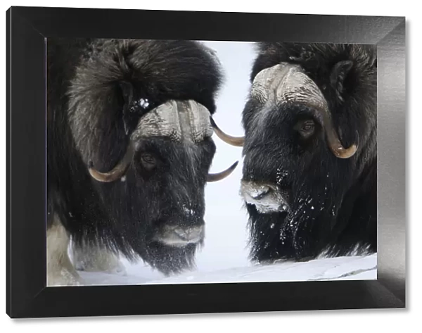 Two Muskox (Ovibos moschatus) in snow, Dovrefjell National Park, Norway, February 2009