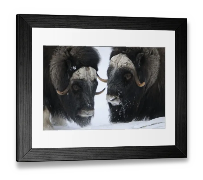 Framed Print : Two Muskox (Ovibos moschatus) in snow, Dovrefjell National Park, Norway, February 2009 Framed Print : Two Muskox (Ovibos moschatus) in snow, Dovrefjell National Park, Norway, February 2009