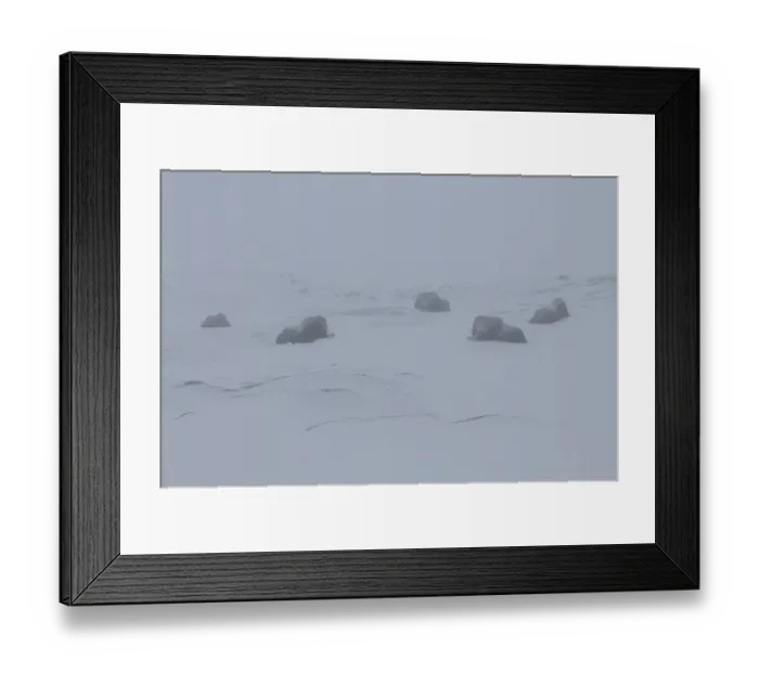 Framed Print : Five Muskox (Ovibos moschatus) lying down, in mist, Dovrefjell National Park, Norway Framed Print : Five Muskox (Ovibos moschatus) lying down, in mist, Dovrefjell National Park, Norway