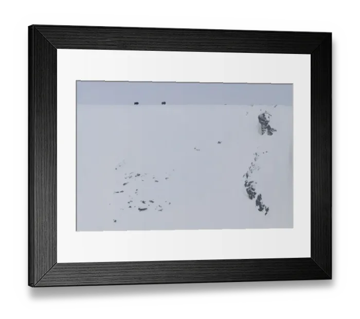Framed Print : Two Muskox (Ovibos moschatus) on the horizon, Dovrefjell National Park, Norway, February Framed Print : Two Muskox (Ovibos moschatus) on the horizon, Dovrefjell National Park, Norway, February