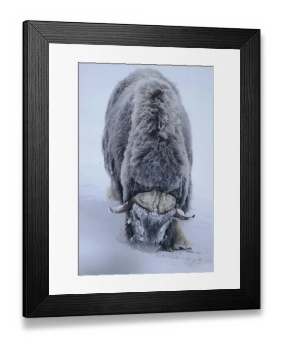 Framed Print : Muskox (Ovibos moschatus) feeding, Dovrefjell National Park, Norway, February 2009 Framed Print : Muskox (Ovibos moschatus) feeding, Dovrefjell National Park, Norway, February 2009