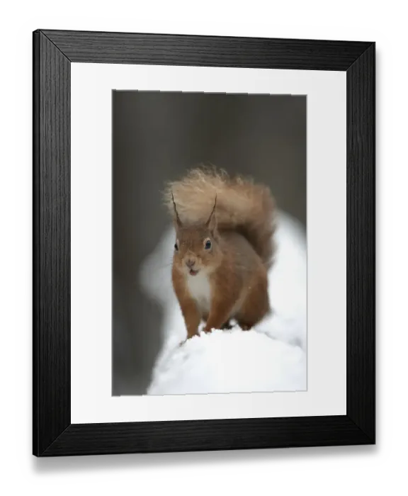 Framed Print : Red squirrel (Sciurus vulgaris) portrait in snow, Cairngorms National Park, Scotland Framed Print : Red squirrel (Sciurus vulgaris) portrait in snow, Cairngorms National Park, Scotland