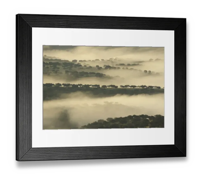 Framed Print : Mist over dehesa landscape, Monfrague National Park, Extremadura, Spain, February 2007 Framed Print : Mist over dehesa landscape, Monfrague National Park, Extremadura, Spain, February 2007