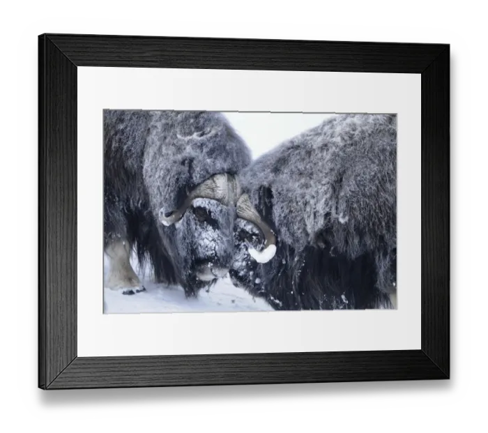 Framed Print : Two Muskox (Ovibos moschatus) head to head, Dovrefjell National Park, Norway, February 2009 Framed Print : Two Muskox (Ovibos moschatus) head to head, Dovrefjell National Park, Norway, February 2009