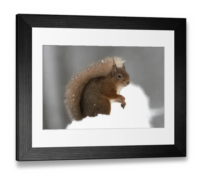 Framed Print : RF- Red squirrel (Sciurus vulgaris) portrait, in snow, Cairngorms National Park, Scotland Framed Print : RF- Red squirrel (Sciurus vulgaris) portrait, in snow, Cairngorms National Park, Scotland