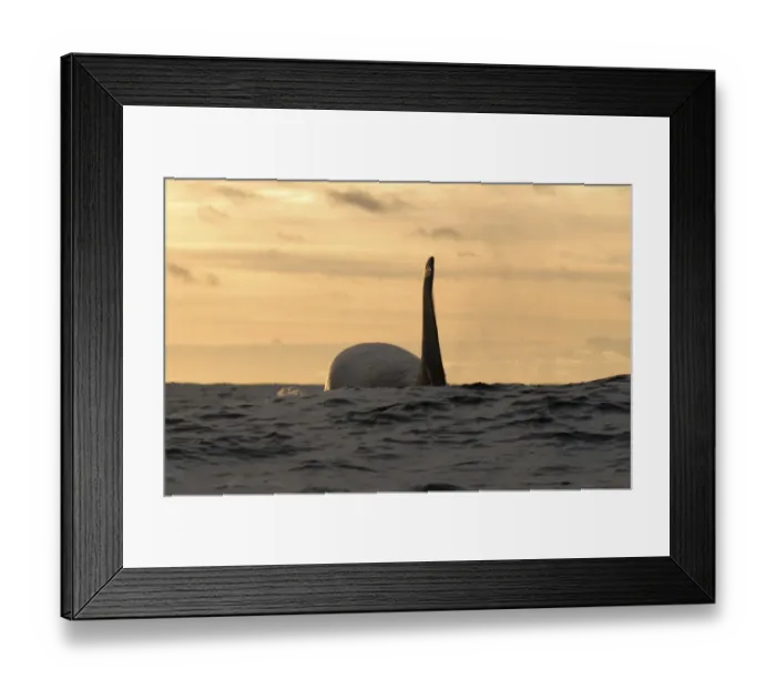 Framed Print : Killer whale / Orca (Orcinus orca) at surface, Kristiansund, Nordmre, Norway, February 2009 Framed Print : Killer whale / Orca (Orcinus orca) at surface, Kristiansund, Nordmre, Norway, February 2009