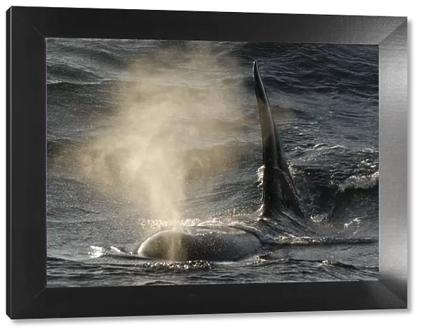 Killer whale  /  Orca (Orcinus orca) blowing at surface, Kristiansund, Nordmre, Norway, February 2009