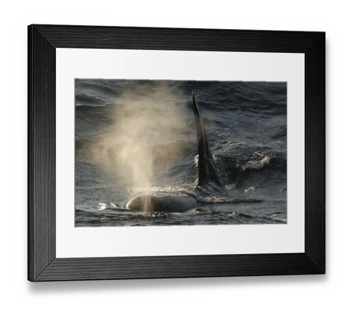 Framed Print : Killer whale / Orca (Orcinus orca) blowing at surface, Kristiansund, Nordmre, Norway, February 2009 Framed Print : Killer whale / Orca (Orcinus orca) blowing at surface, Kristiansund, Nordmre, Norway, February 2009