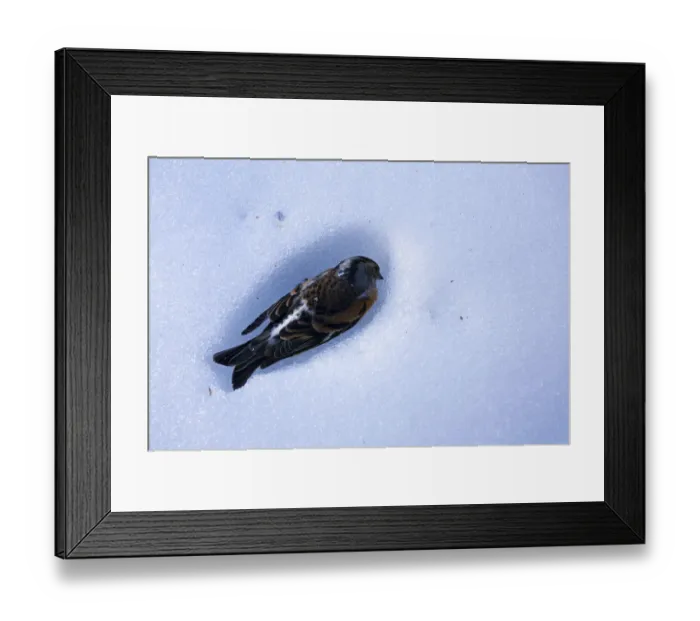 Framed Print : Dead Brambling (Fringilla montifringilla) in snow, Ldersdorf, Austria, February 2009