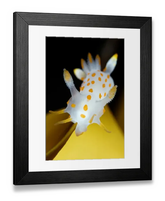 Framed Print : Nudibranch (Polycera quadrilineata) on Kelp leaf, Moere coastline, Norway, February 2009 Framed Print : Nudibranch (Polycera quadrilineata) on Kelp leaf, Moere coastline, Norway, February 2009
