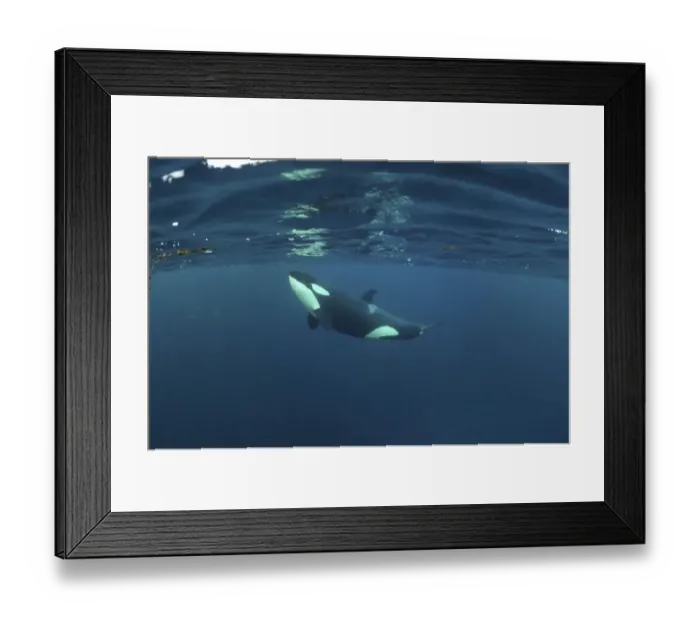 Framed Print : Killer whale / Orca (Orcinus orca) just below the surface, Kristiansund, Nordmore Framed Print : Killer whale / Orca (Orcinus orca) just below the surface, Kristiansund, Nordmore