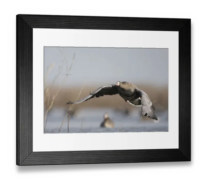 Framed Print : White fronted goose (Anser albifrons) just after taking off, Durankulak Lake, Bulgaria Framed Print : White fronted goose (Anser albifrons) just after taking off, Durankulak Lake, Bulgaria