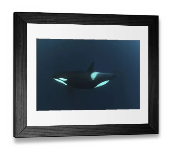 Framed Print : Killer whale / Orca (Orcinus orca) underwater, Kristiansund, Nordmre, Norway, February 2009 Framed Print : Killer whale / Orca (Orcinus orca) underwater, Kristiansund, Nordmre, Norway, February 2009