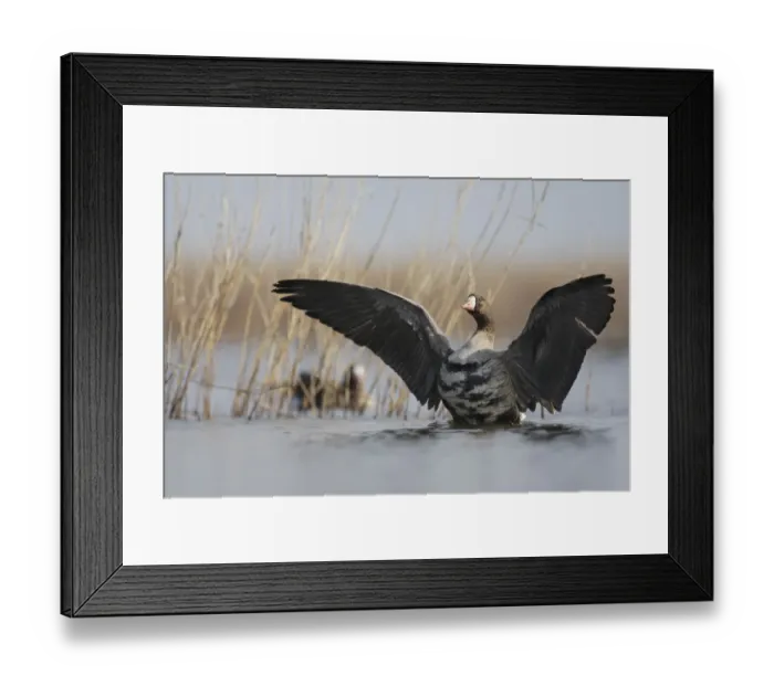 Framed Print : White fronted goose (Anser albifrons) stretching wings in water, Durankulak Lake Framed Print : White fronted goose (Anser albifrons) stretching wings in water, Durankulak Lake