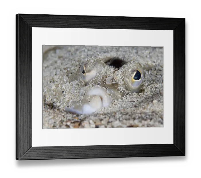 Framed Print : European plaice (Pleuronectes platessa) in sand on seabed, Moere coastline, Norway Framed Print : European plaice (Pleuronectes platessa) in sand on seabed, Moere coastline, Norway