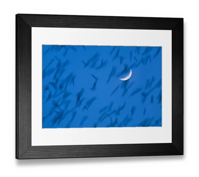 Framed Print : Large flock of Bramblings (Fringilla montifringilla) in flight at dusk in front of moon Framed Print : Large flock of Bramblings (Fringilla montifringilla) in flight at dusk in front of moon