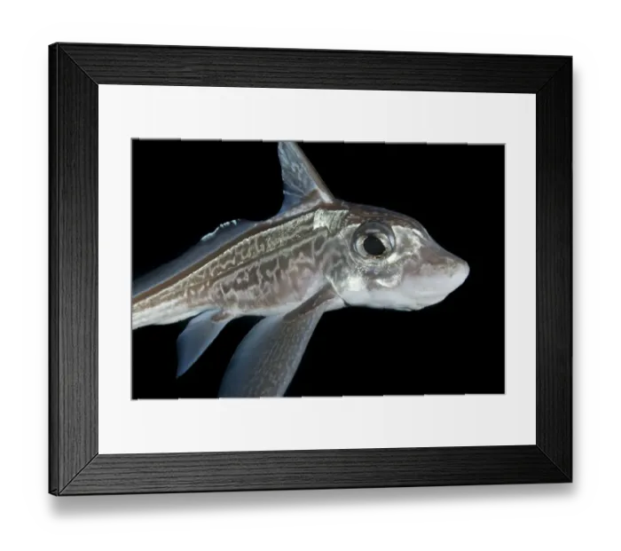 Framed Print : Ratfish / Ghost shark (Chimaera monstrosa) portrait, Trondheimsfjorden, Norway, November Framed Print : Ratfish / Ghost shark (Chimaera monstrosa) portrait, Trondheimsfjorden, Norway, November