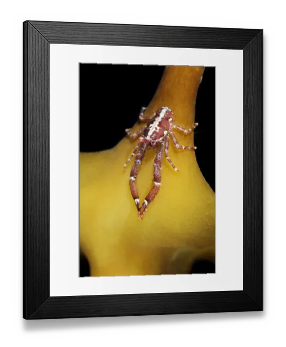 Framed Print : very small Squat lobster (Galathea intermedia) on a kelp leaf, Moere coastline, Norway Framed Print : very small Squat lobster (Galathea intermedia) on a kelp leaf, Moere coastline, Norway