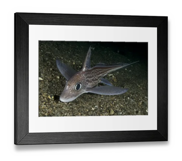 Framed Print : Ratfish / Ghost shark (Chimaera monstrosa) on fjord bed, Trondheimsfjorden, Norway Framed Print : Ratfish / Ghost shark (Chimaera monstrosa) on fjord bed, Trondheimsfjorden, Norway