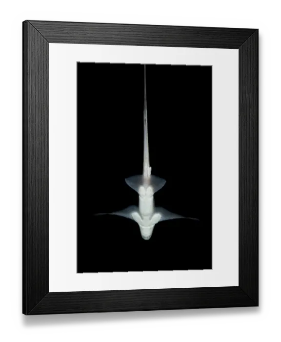 Framed Print : Ratfish / Ghost shark (Chimaera monstrosa) showing underside, Trondheimsfjorden, Norway Framed Print : Ratfish / Ghost shark (Chimaera monstrosa) showing underside, Trondheimsfjorden, Norway