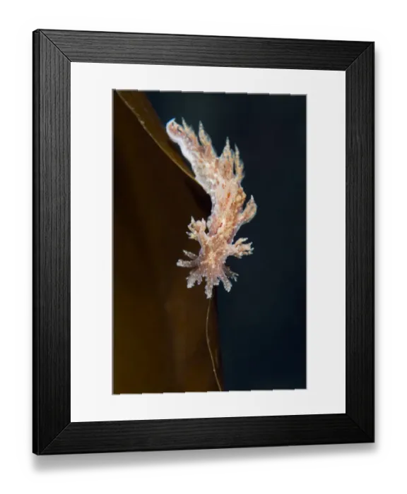 Framed Print : Nudibranch (Dendronotus frondosus) on a Kelp leaf, Moere coastline, Norway, February 2009 Framed Print : Nudibranch (Dendronotus frondosus) on a Kelp leaf, Moere coastline, Norway, February 2009