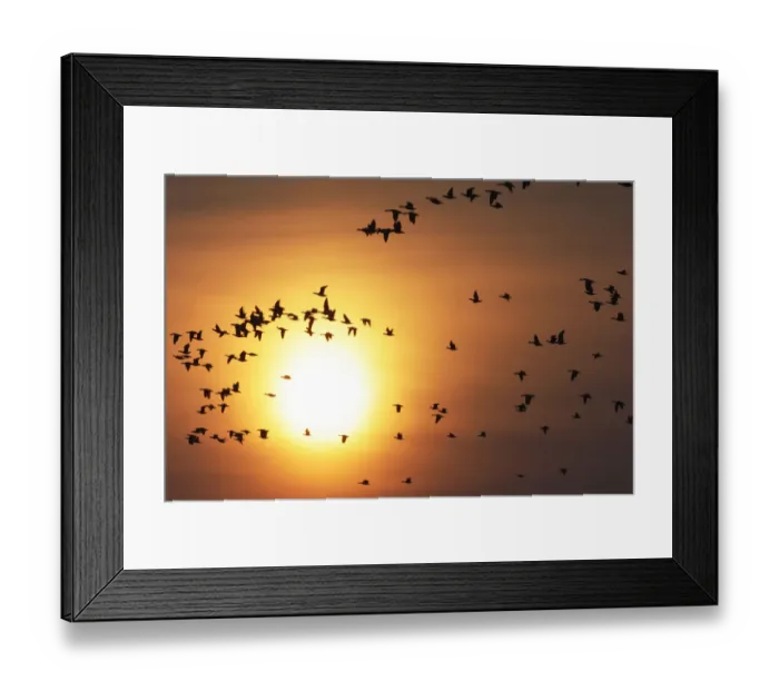 Framed Print : Red breasted geese (Branta ruficollis) and White fronted geese (Anser albifrons) Framed Print : Red breasted geese (Branta ruficollis) and White fronted geese (Anser albifrons)